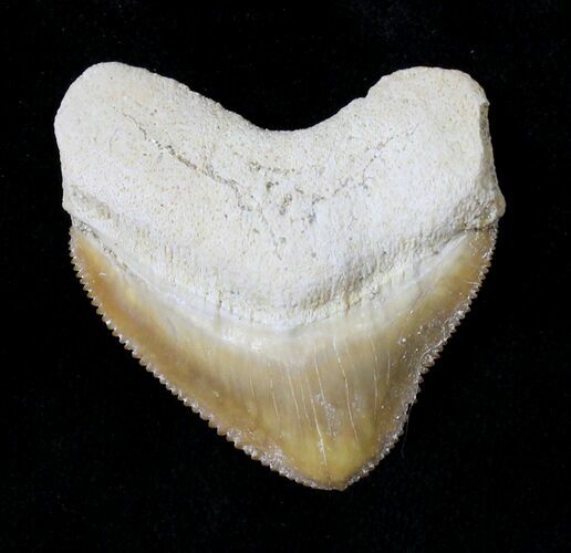 Nice Squalicorax (Crow Shark) Fossil Tooth #19291